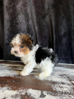 Photo №2 de l'annonce № 139043 de la vente biewer yorkshire terrier - acheter à Allemagne annonce privée, éleveur