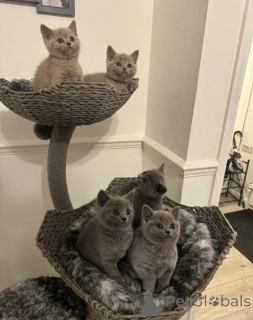 Photo №1. british shorthair - à vendre en ville de Laitila | Gratuit | Annonce № 166506