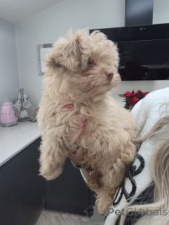 Photo №4. Je vais vendre chihuahua en ville de Joliliette. annonce privée - prix - Gratuit