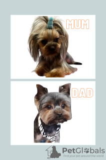 Photo №1. yorkshire terrier - à vendre en ville de Indianapolis | 473€ | Annonce №101291