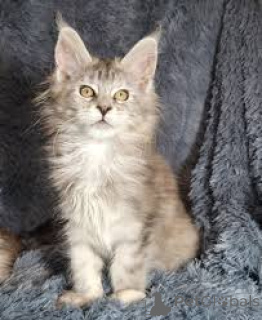 Photo №4. Je vais vendre maine coon en ville de Berne. annonce privée, éleveur - prix - 700€