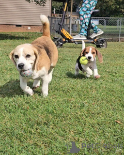 Photos supplémentaires: beaux chiots beagle à vendre