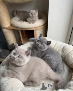 Photo №1. british shorthair - à vendre en ville de Zaver | 350€ | Annonce № 170738