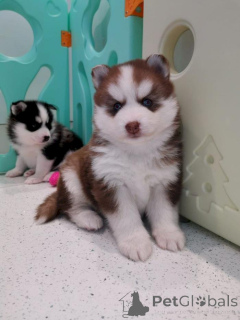 Photo №1. husky de sibérie - à vendre en ville de Parc floral | 872€ | Annonce №157281