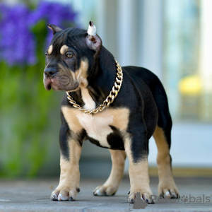 Photo №1. american bully - à vendre en ville de Denver | 1453€ | Annonce №161280