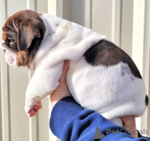 Photo №3. Englische Bulldogge Welpen Zur adoption. Allemagne