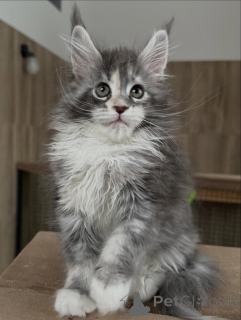Photo №1. maine coon - à vendre en ville de Munich | Gratuit | Annonce № 165689