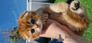 Photo №4. Je vais vendre scottish fold en ville de Anapa. éleveur - prix - négocié