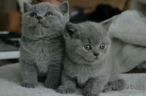 Photo №1. british shorthair - à vendre en ville de Helsinki | 350€ | Annonce № 113006