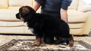 Photos supplémentaires: chiot de race pure d'un berger allemand