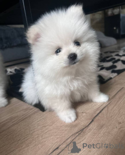 Photo №4. Je vais vendre spitz nain en ville de Espoo. annonce privée - prix - Gratuit