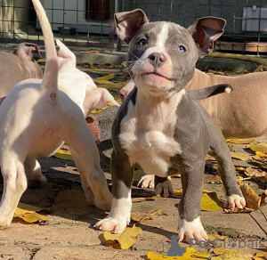 Photo №3. tyran américain. Fédération de Russie