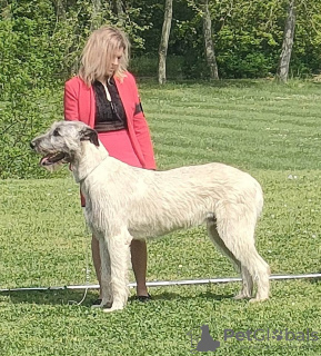 Photo №4. Je vais vendre irish wolfhound en ville de Erre. éleveur - prix - 2500€