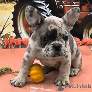 Photo №1. bouledogue - à vendre en ville de New york | 775€ | Annonce №175379