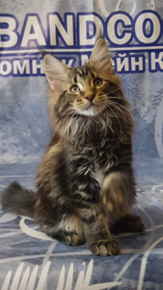 Photos supplémentaires: Chaton Maine Coon