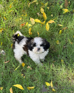 Photo №1. shih tzu - à vendre en ville de Berlin | négocié | Annonce №102438