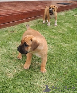 Photo №1. boerboel - à vendre en ville de Kreivilä | Gratuit | Annonce №124077