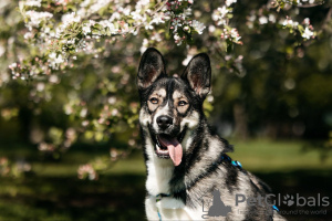 Photo №4. Je vais vendre chien bâtard en ville de Москва. annonce privée, de l'abri - prix - Gratuit