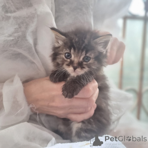 Photo №4. Je vais vendre  en ville de Rivière moscou. annonce privée - prix - Gratuit