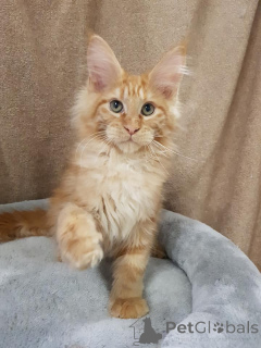 Photo №3. Un chaton idéal pour toute la famille, le Maine Coon Kitten avec un arbre. Allemagne