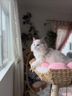 Photo №1. ragdoll - à vendre en ville de Bruck an der Mur | négocié | Annonce № 156486