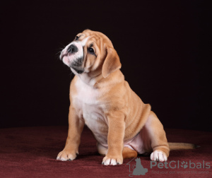 Photo №2 de l'annonce № 11767 de la vente bulldog anglais - acheter à Fédération de Russie de la fourrière
