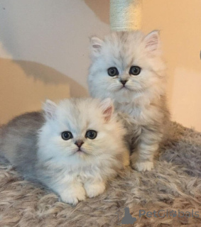 Photo №1. chat chinchilla - à vendre en ville de Aizlingen | 450€ | Annonce № 158832