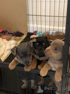 Photo №2 de l'annonce № 167505 de la vente jack russell terrier - acheter à Danemark annonce privée, éleveur