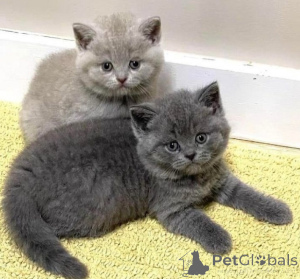 Photo №1. british shorthair - à vendre en ville de Milan | négocié | Annonce № 169757