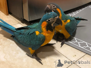 Photo №1.  - à vendre en ville de tchèque | négocié | Annonce № 162982