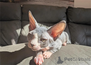 Photo №1. sphynx - à vendre en ville de Berlin | 350€ | Annonce № 151617
