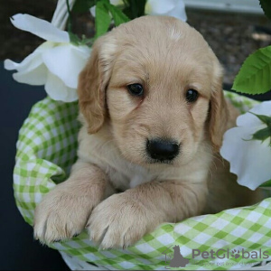 Photo №1.  - à vendre en ville de Baden | 510€ | Annonce №132174