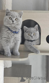 Photo №1. british shorthair - à vendre en ville de Helsinki | Gratuit | Annonce № 165243