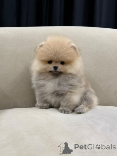 Photo №4. Je vais vendre spitz nain en ville de Helsinki. annonce privée - prix - 368€