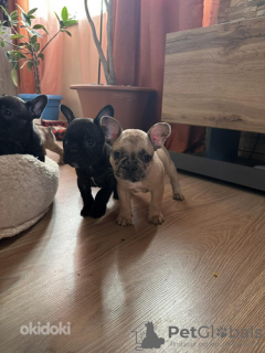 Photo №4. Je vais vendre bouledogue en ville de Tallinn. annonce privée - prix - 750€