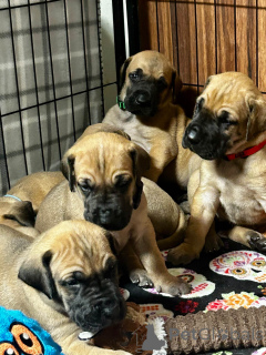 Photo №1. dogue allemand - à vendre en ville de Québec | 775€ | Annonce №162778