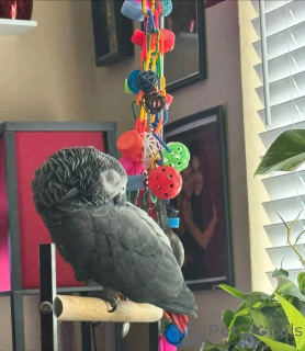 Photo №4. Je vais vendre  en ville de Ohio.  - prix - 872€