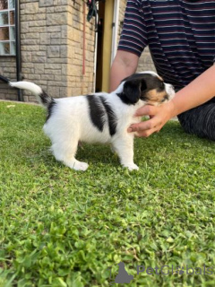 Photo №2 de l'annonce № 160006 de la vente jack russell terrier - acheter à La Lettonie annonce privée