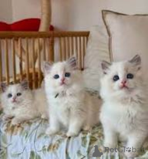 Photo №1. ragdoll - à vendre en ville de Helsinki | 580€ | Annonce № 164621