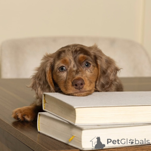 Photo №4. Je vais vendre teckel en ville de Helsinki. annonce privée, de l'abri - prix - 500€