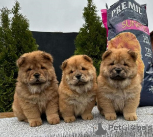 Photo №4. Je vais vendre chow-chow en ville de Нови Сад. éleveur - prix - négocié