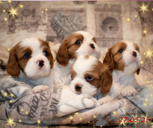 Photo №1. cavalier king charles spaniel - à vendre en ville de Minsk | négocié | Annonce №145658