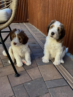 Photo №1. labradoodle - à vendre en ville de Bayerbach | négocié | Annonce №178082