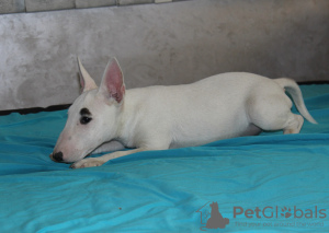 Photos supplémentaires: Chiots bull terrier miniatures