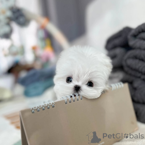 Photo №1. bichon maltais - à vendre en ville de Prague | 250€ | Annonce №173723