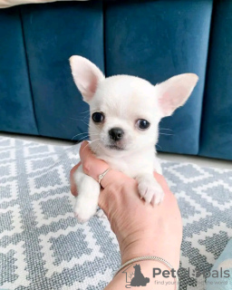 Photo №3. chiots chihuahua à vendre Business WhatsApp 37256062792. La finlande