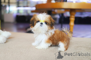 Photo №2 de l'annonce № 154917 de la vente shih tzu - acheter à USA éleveur