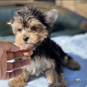 Photo №1. yorkshire terrier - à vendre en ville de Калифорния Сити | négocié | Annonce №70424