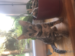 Photo №3. Chats et chats du Bengale. Pologne