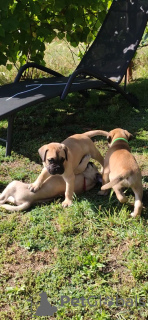 Photos supplémentaires: Chiots Bullmastiff